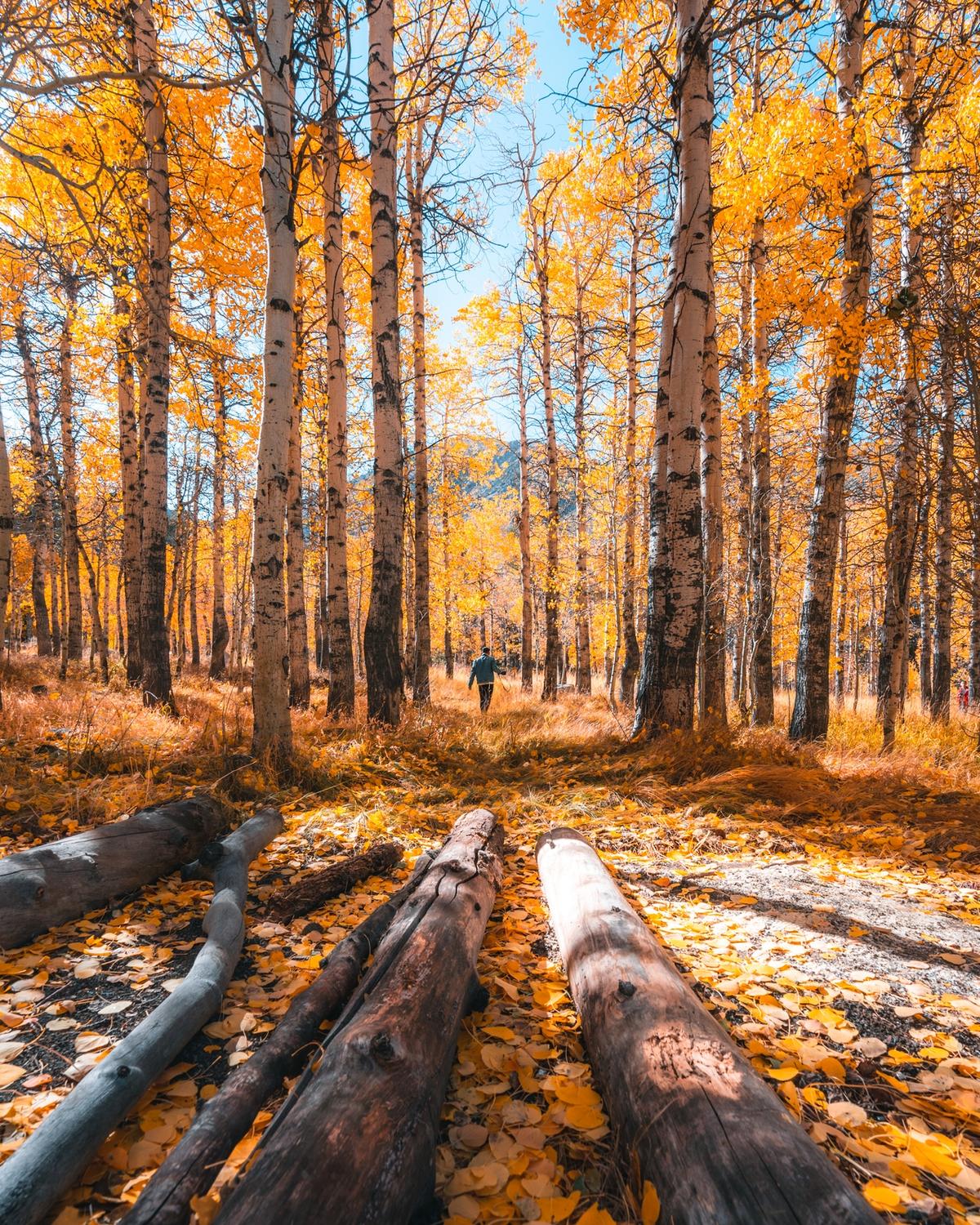 Autumn colors in the woods