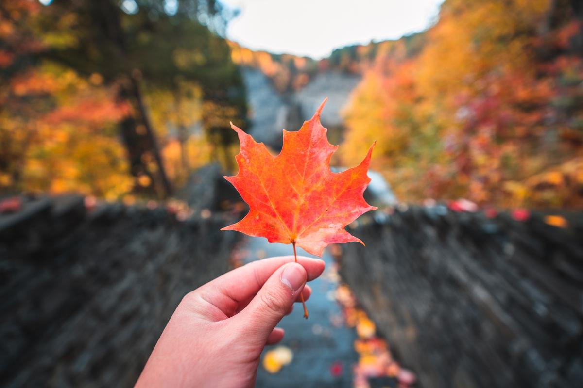 Close up of a leaf at Taughannock Falls