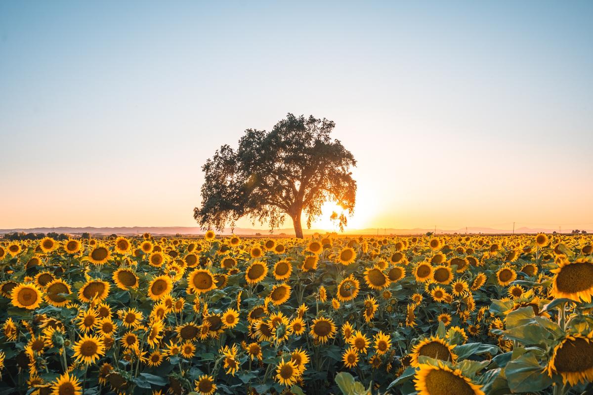 Sunflower Fields